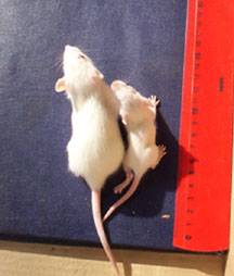 GMO rat study smaller rats