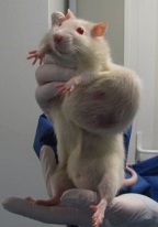 rat tumor