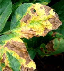 Soybean leaves diseased