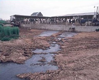 CAFO waste stream