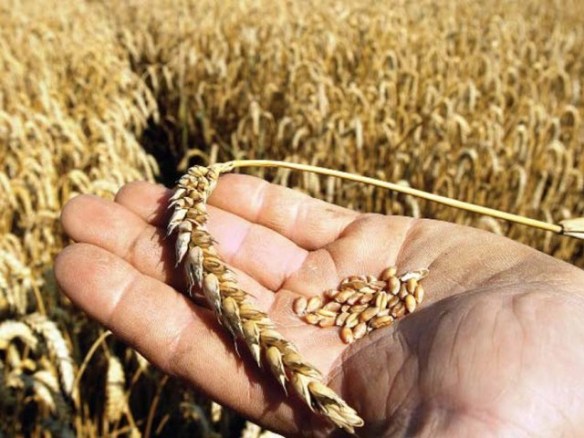 wheat seeds